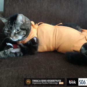 Felcia po operacji (3)