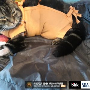 Felcia po operacji (4)