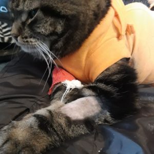 Felcia po operacji (5)