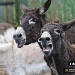 Gapcia i Guziczek (1)