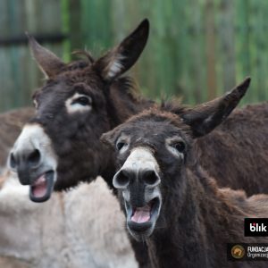 Gapcia i Guziczek (2)