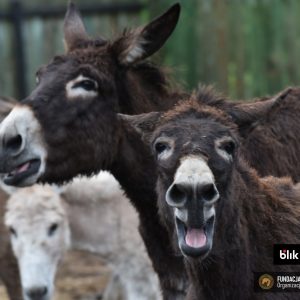 Gapcia i Guziczek (3)