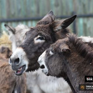 Gapcia i Guziczek (4)