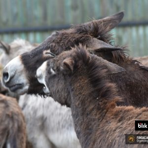 Gapcia i Guziczek (5)