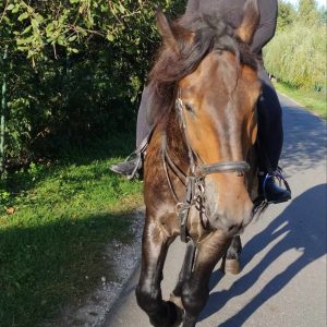 Herkules w terenie (1)