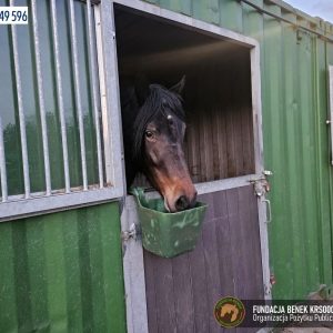 Horka w Benkowie (1)
