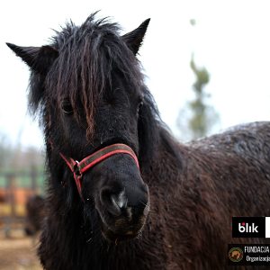 Iskierka w Benkowie (1)