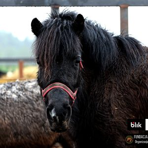 Iskierka w Benkowie (2)