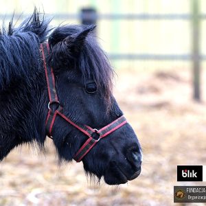 Iskierka w Benkowie (3)