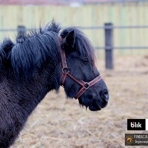 Iskierka w Benkowie (4)