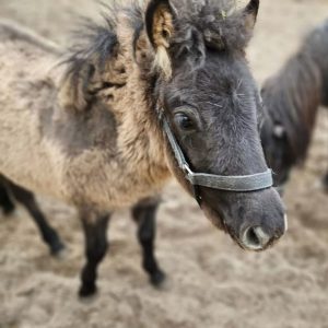 Jagódka i Jeżynka 4-24 (1)