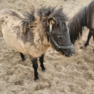 Jagódka i Jeżynka 4-24 (2)