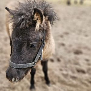 Jagódka i Jeżynka 4-24 (3)