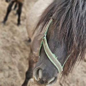 Jagódka i Jeżynka 4-24 (4)