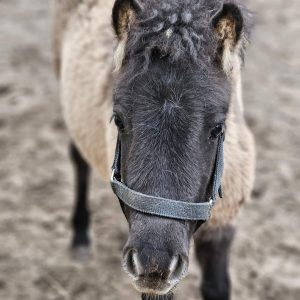 Jagódka i Jeżynka 4-24 (5)