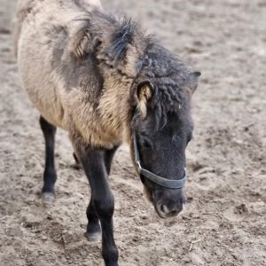 Jagódka i Jeżynka 4-24 (6)