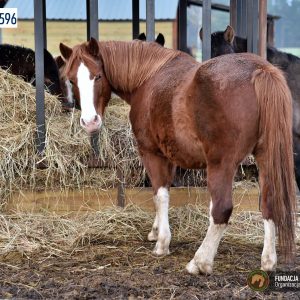 Jagodka w Benkowie (1)