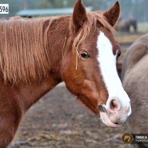 Jagodka w Benkowie (2)