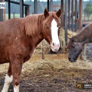 Jagodka w Benkowie (3)