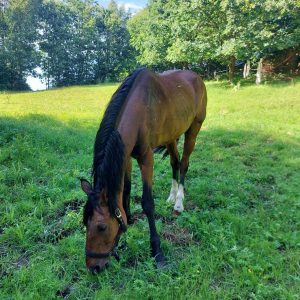 Jaśmin bezpieczny (1)