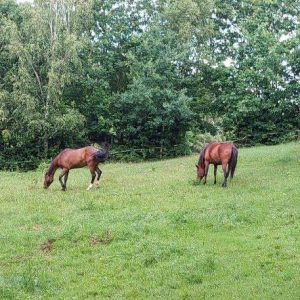 Jaśmin bezpieczny (2)