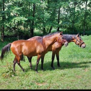 Jaśmin bezpieczny (3)