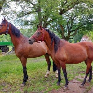 Jaśmin bezpieczny (4)