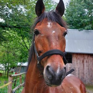 Jaśmin bezpieczny (5)