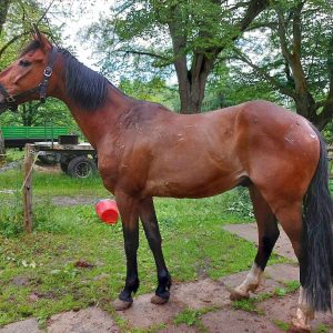 Jaśmin bezpieczny (6)