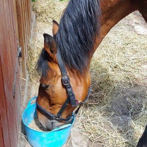 Jaśmin bezpieczny (7)