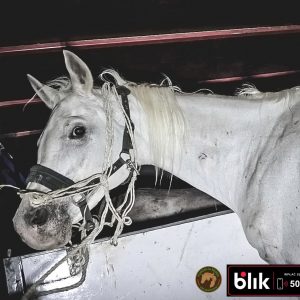 Jaśminka klacz koń (1)