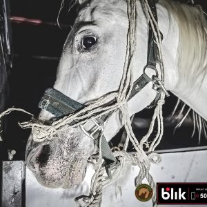 Jaśminka klacz koń (3)