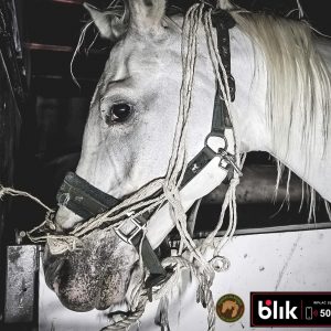 Jaśminka klacz koń (6)