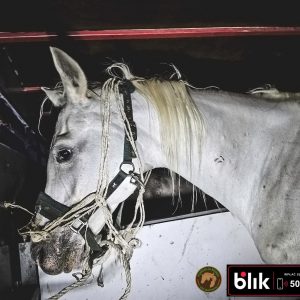 Jaśminka klacz koń (7)