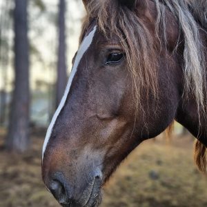 Kalina mama Łatka (1)