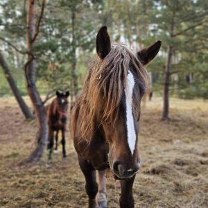 Kalina mama Łatka (2)