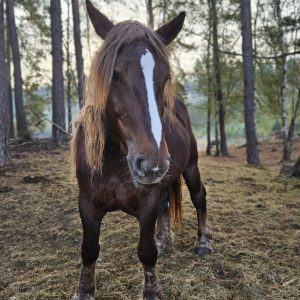 Kalina mama Łatka (3)