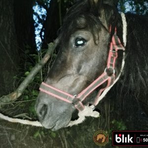Kapitan kucyk (1)