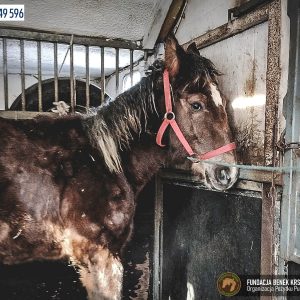 Kasztanek zrebak z kulawka (4)