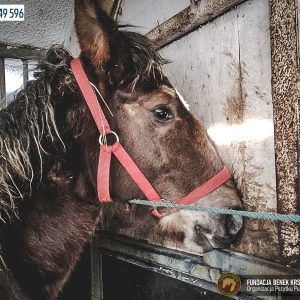 Kasztanek zrebak z kulawka (5)