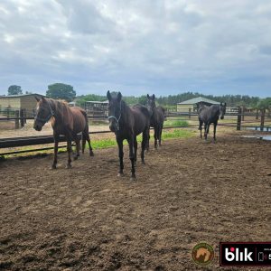 Kasztanka, Fela , Troja, Akacja konie (2)