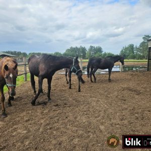 Kasztanka, Fela , Troja, Akacja konie (5)