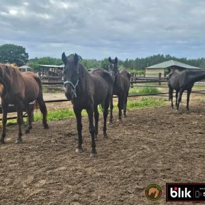 Kasztanka, Fela , Troja, Akacja konie (7)