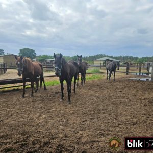 Kasztanka, Fela , Troja, Akacja konie (8)