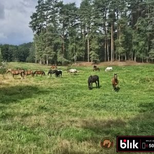 Konie laka (2)