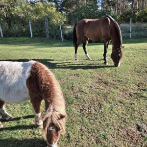 Koralik w adopcji (1)