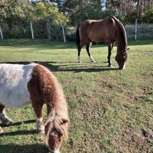 Koralik w adopcji (3)