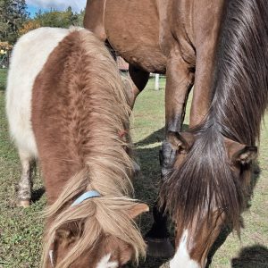 Koralik w adopcji (5)