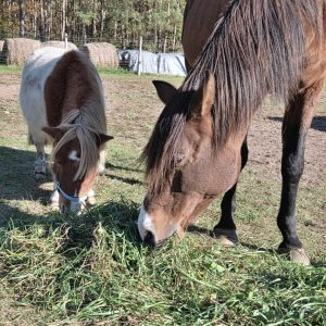 Koralik w adopcji (6)