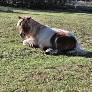 Koralik w adopcji (7)